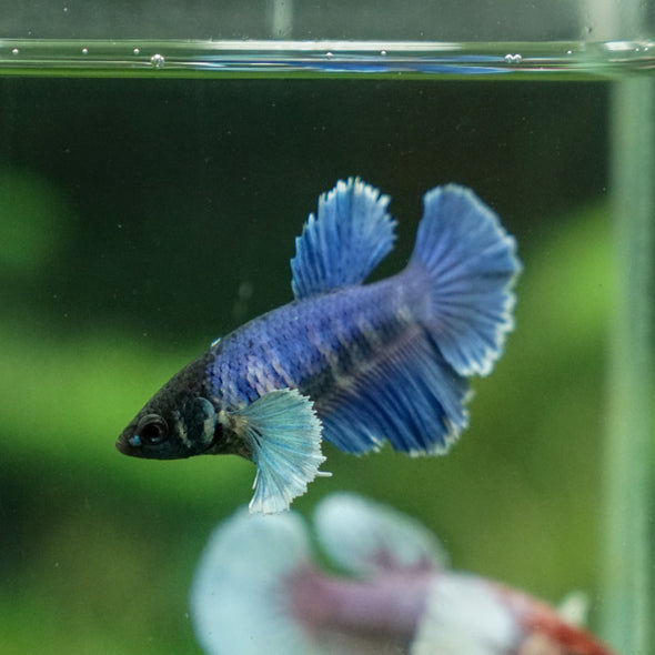 Dumbo Halfmoon - Female