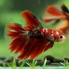 Galaxy/Candy Koi Halfmoon - 14 weeks old