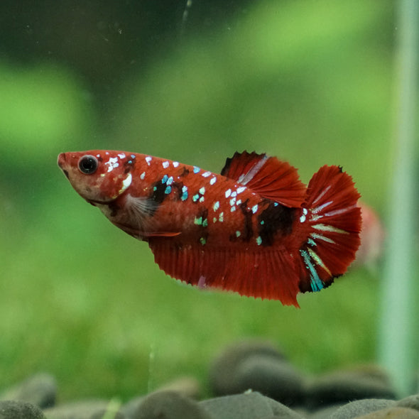 Multicolor/ Galaxy Koi Plakat- Female- 13 Weeks Old