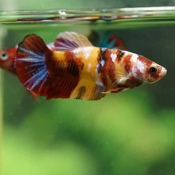 Multicolor/ Galaxy Koi Plakat- Female- 13 Weeks Old