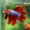 Galaxy/Candy Koi Halfmoon - 14 weeks old