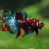 Multicolor/Galaxy Koi Plakat -16 weeks Old