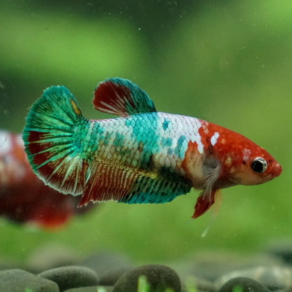 Multicolor/ Galaxy Koi Plakat - Female- 13 Weeks Old