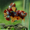Multicolor/Galaxy Koi Plakat -16 weeks Old