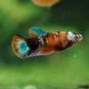 Multicolor/ Galaxy Koi Plakat- Female- 13 Weeks Old