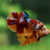 Multicolor/Galaxy Koi Plakat -13 weeks Old