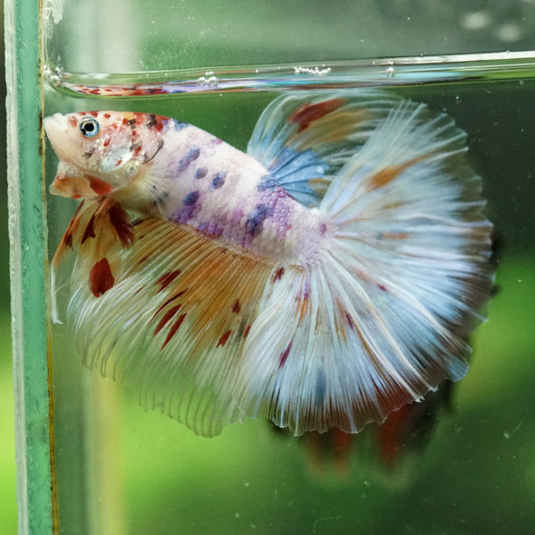 Galaxy/Candy Koi Halfmoon - 13 weeks old