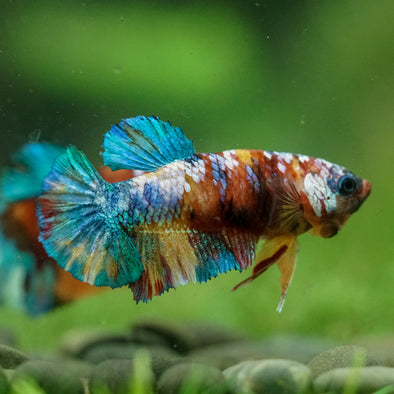 Multicolor/ Galaxy Koi Plakat- Female- 13 Weeks Old