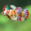 Multicolor/ Galaxy Koi Plakat- Female- 13 Weeks Old
