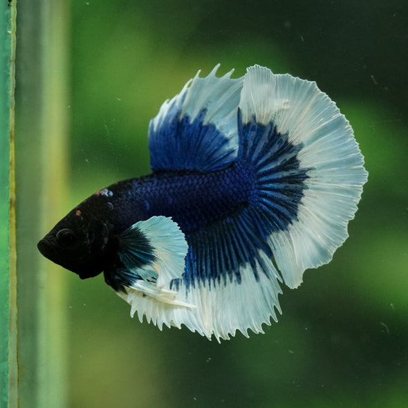 Dumbo Halfmoon - 12 weeks old