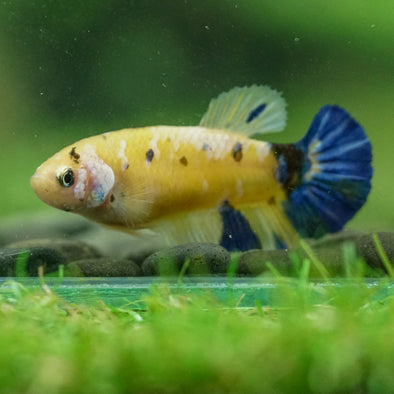 Multicolor/ Galaxy Koi Plakat- Female- 13 Weeks Old