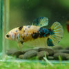 Multicolor/ Galaxy Koi Plakat- Female- 13 Weeks Old