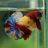 Multicolor/Galaxy Koi Plakat -16 weeks Old