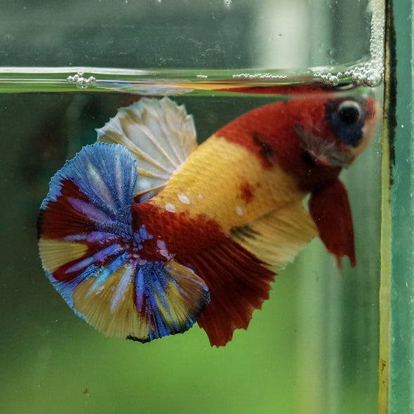 Multicolor/Galaxy Koi Plakat -16 weeks Old