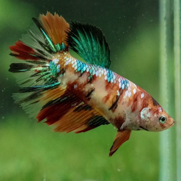 Multicolor/ Galaxy Koi Halfmoon- Female- 13 Weeks Old