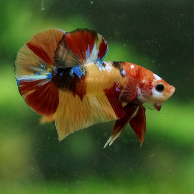 Multicolor/Galaxy Koi Plakat -16 weeks Old