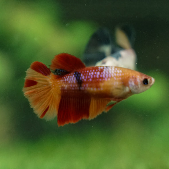 Multicolor/ Galaxy Koi Halfmoon | Female| 15 Weeks Old | Breeder Grade