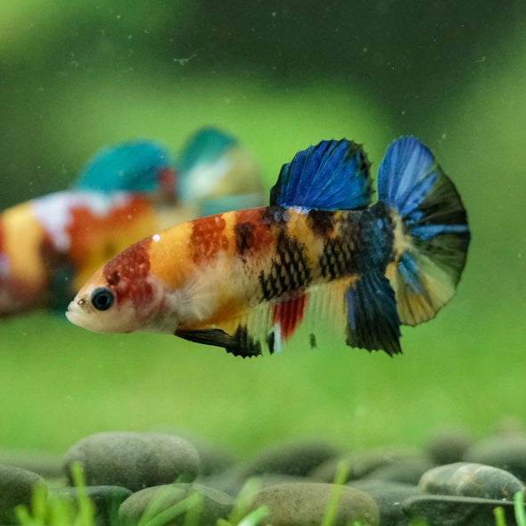 Multicolor/ Galaxy Koi Plakat- Female- 13 Weeks Old