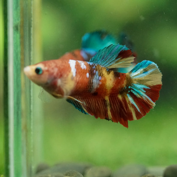Multicolor/ Galaxy Koi Plakat- Female- 13 Weeks Old
