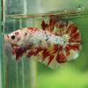 Multicolor/Galaxy Koi Plakat -16 weeks Old