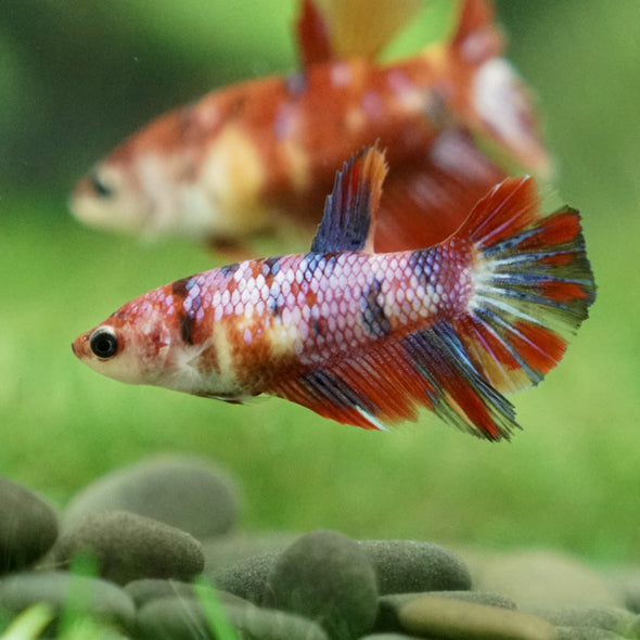 Multicolor/ Galaxy Koi Halfmoon - Female- 13 Weeks Old