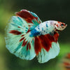 Galaxy/Candy Koi Halfmoon - 14 weeks old