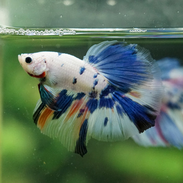 Galaxy/Candy Koi Halfmoon - 14 weeks old