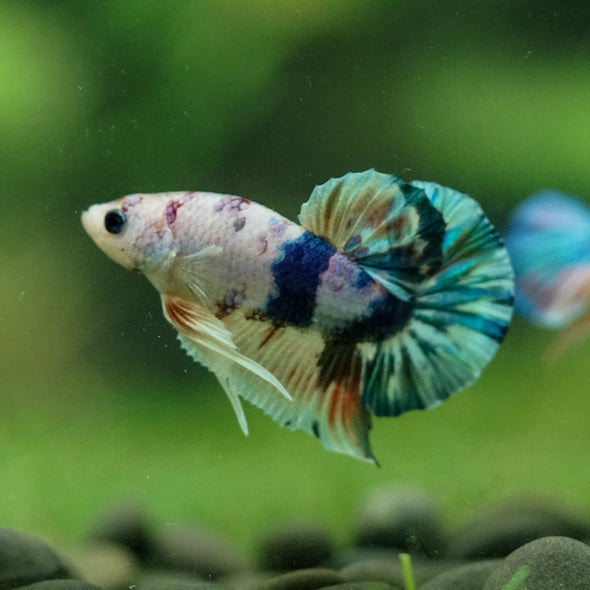 Multicolor/Galaxy Koi Plakat -10 weeks Old