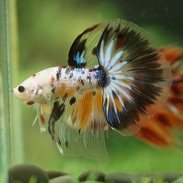 Galaxy/Candy Koi Halfmoon - 14 weeks old
