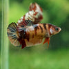 Pack of 10 Multicolored/Galaxy Koi Plakat - Female