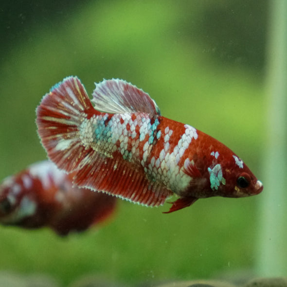 Multicolor/ Galaxy Koi Plakat - Female- 13 Weeks Old