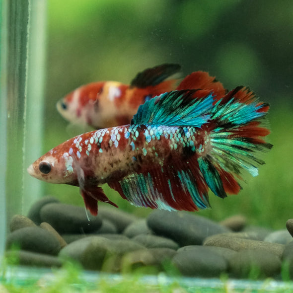 Multicolor/ Galaxy Koi Halfmoon- Female- 13 Weeks Old