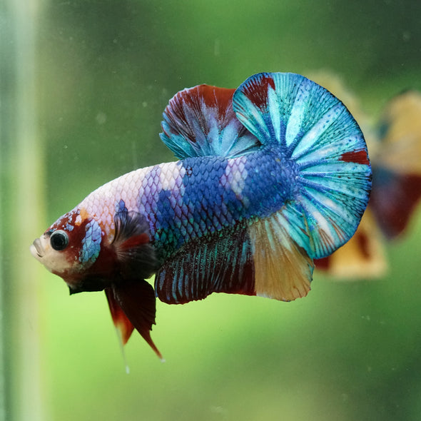 Multicolor/Galaxy Koi Plakat -16 weeks Old