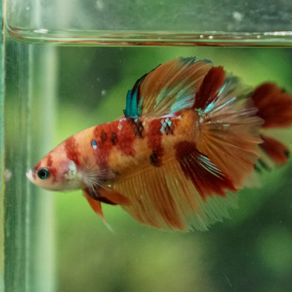 Multicolor/ Galaxy Koi Halfmoon- Female- 13 Weeks Old