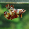 Multicolor/ Galaxy Koi Plakat - Female- 13 Weeks Old