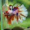 Galaxy/Candy Koi Halfmoon - 14 weeks old