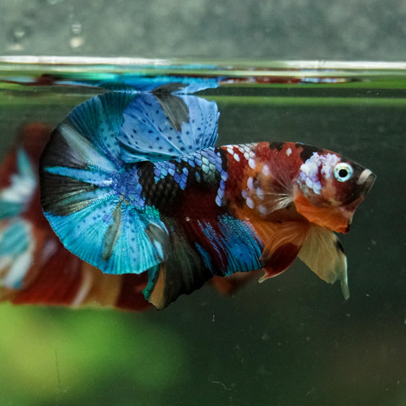 Multicolor/Galaxy Koi Plakat -16 weeks Old