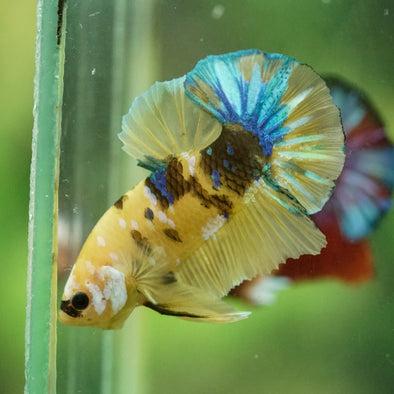 Multicolor/Galaxy Koi Plakat -16 weeks Old