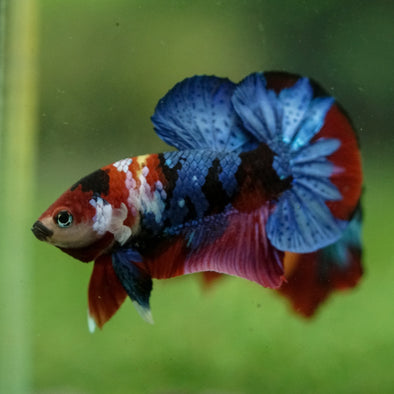 Multicolor/Galaxy Koi Plakat -16 weeks Old