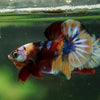 Multicolor/Galaxy Koi Plakat -16 weeks Old