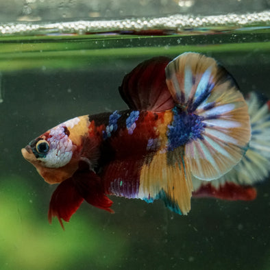 Multicolor/Galaxy Koi Plakat -16 weeks Old