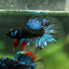 Black Base Galaxy Koi Halfmoon (Avatar) - 14 weeks old
