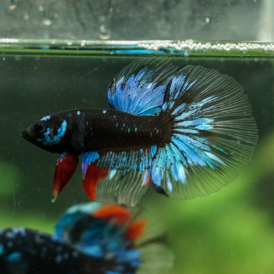Black Base Galaxy Koi Halfmoon (Avatar) - 14 weeks old