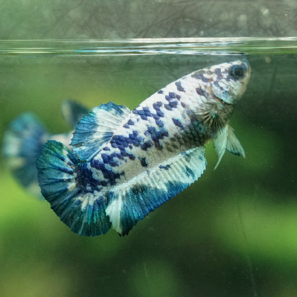 Blue/Green Dalmatian Plakat- Female