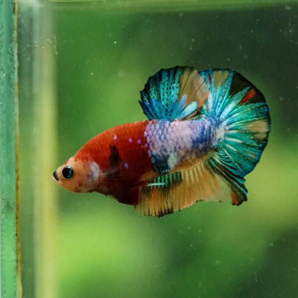 Multicolor/Galaxy Koi Plakat -10 weeks Old