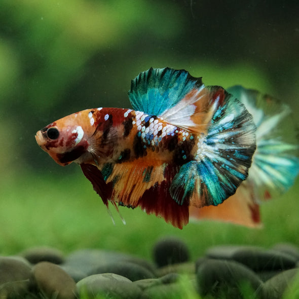 Multicolor/Galaxy Koi Plakat -16 weeks Old
