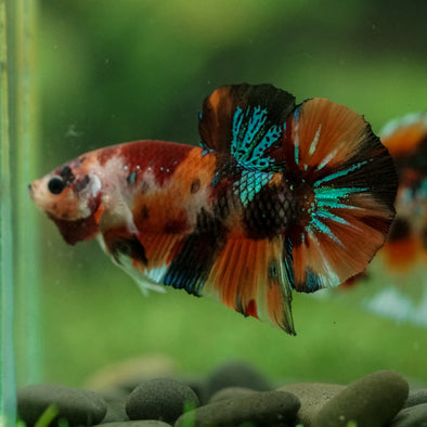 Multicolor/Galaxy Koi Plakat -16 weeks Old