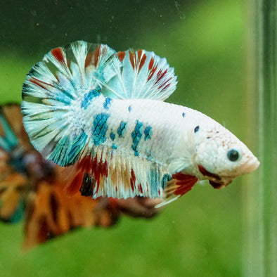 Multicolor/Galaxy Koi Plakat -16 weeks Old