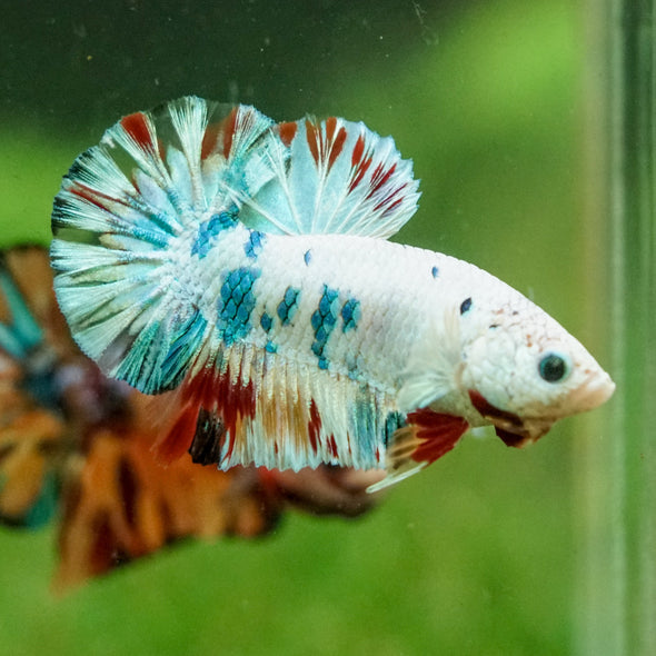 Multicolor/Galaxy Koi Plakat -16 weeks Old