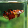 Pack of 5 Multicolored/Galaxy Koi Plakat - Female